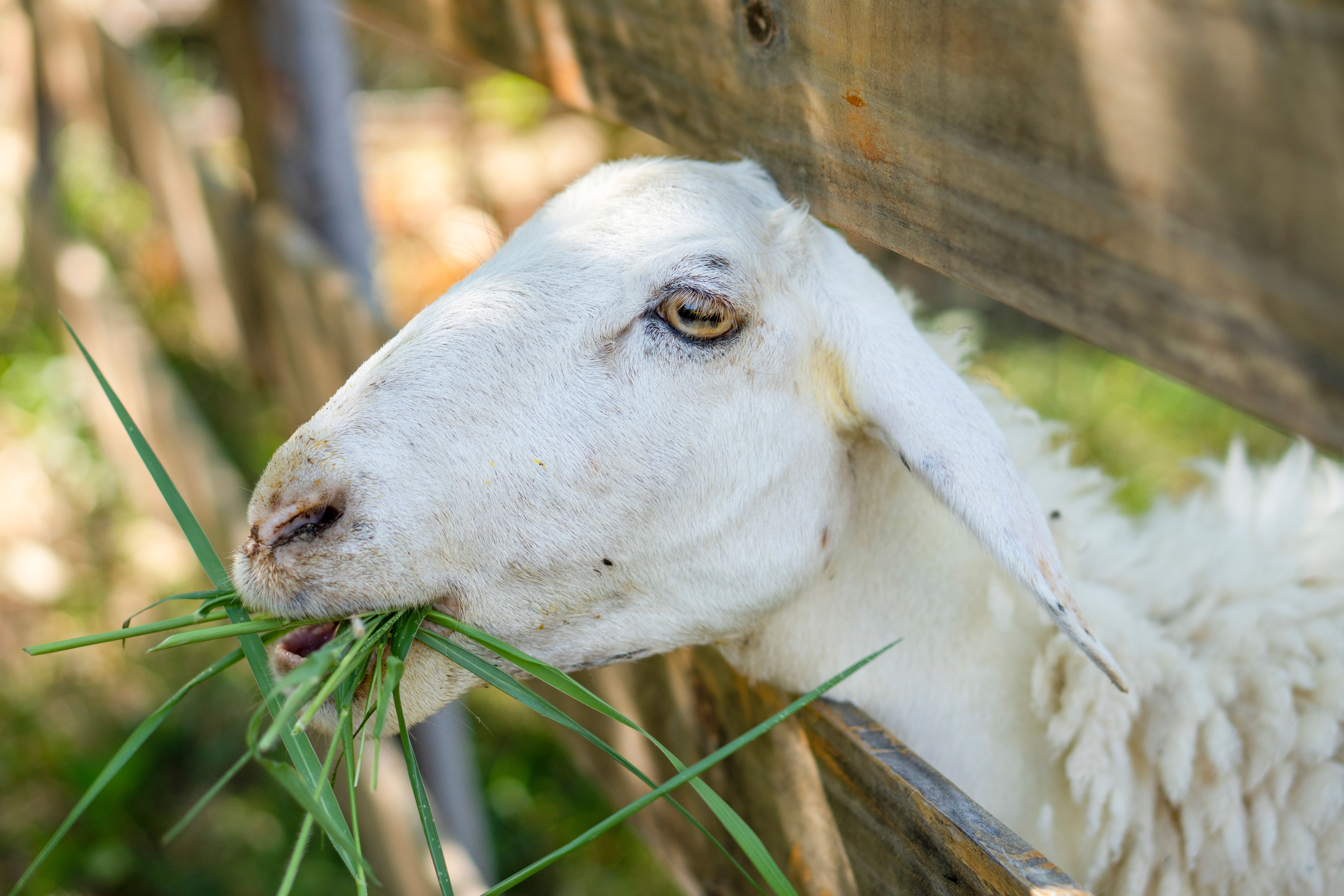 Is Eating Grass A Sign Of Nutritional Deficiency?