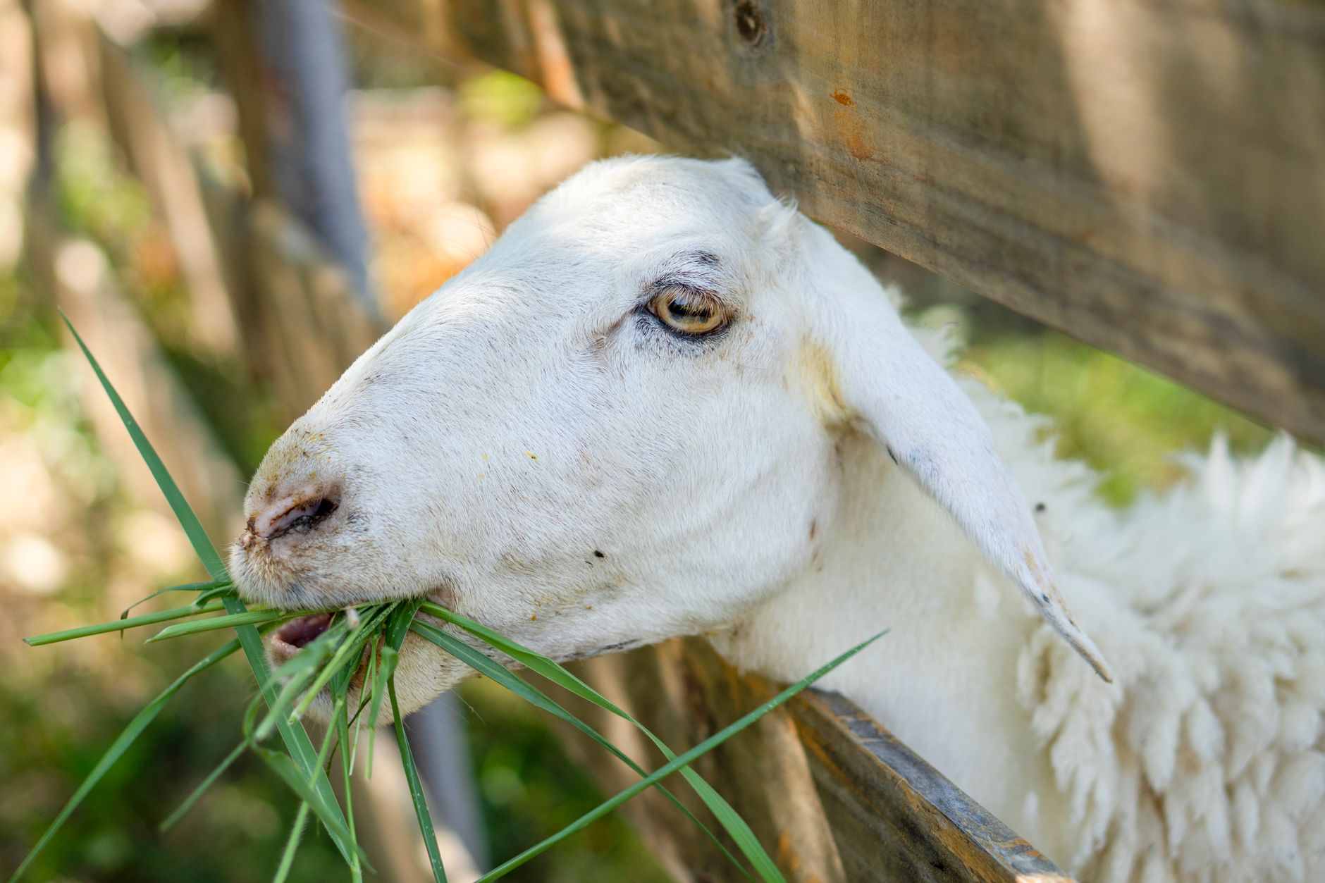 Is Eating Grass A Sign Of Nutritional Deficiency?
