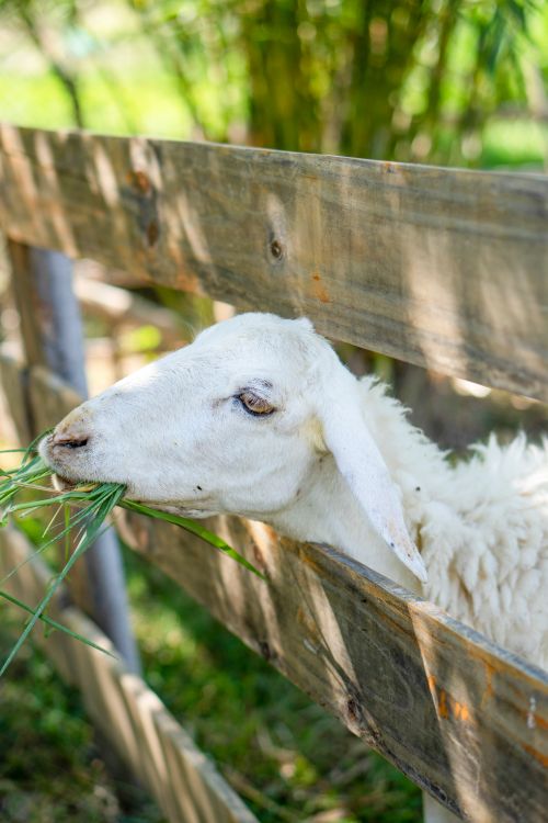 Free Close-up of a sheep eating grass through a wooden fence in a sunlit rural pasture. Stock Photo