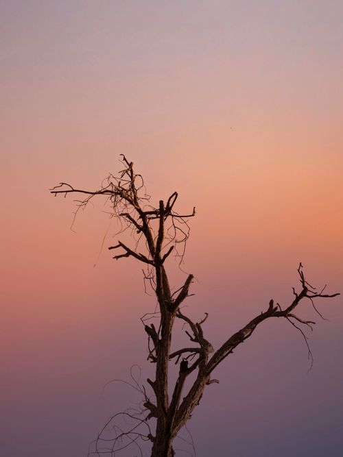 Free Silhouette of a bare tree against a colorful sunset sky with soft gradients. Stock Photo