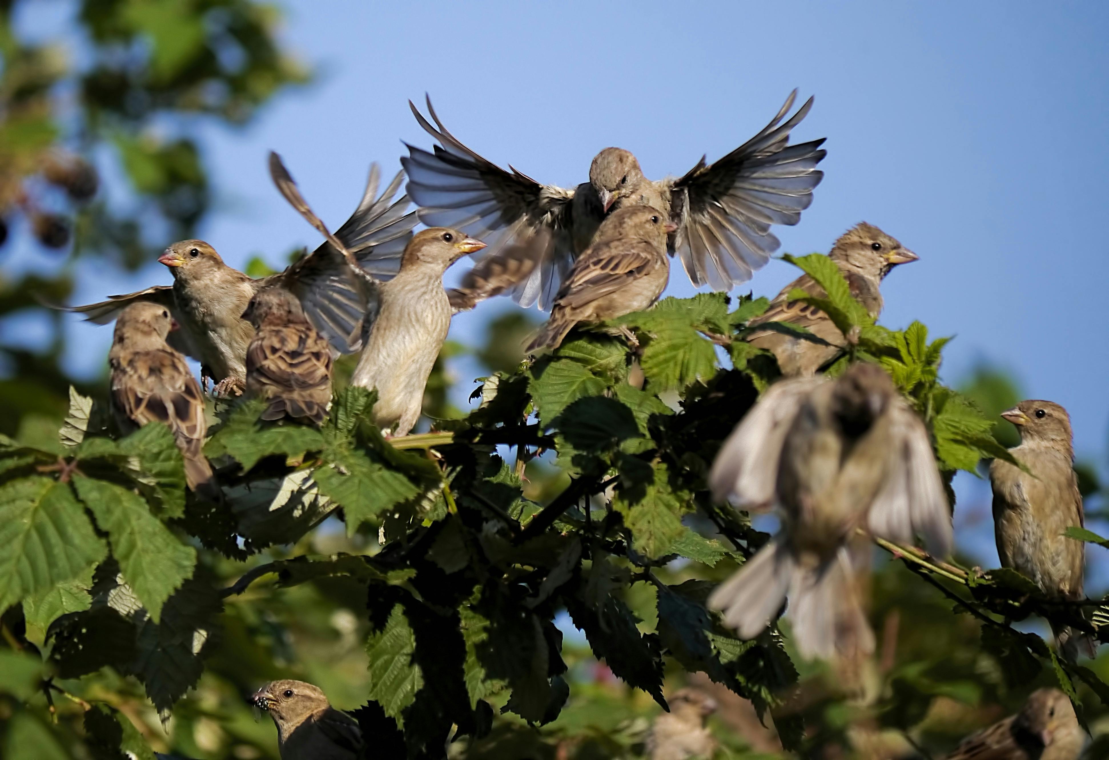 Foto Stok Gratis Tentang Alam Burung Pipit Grup