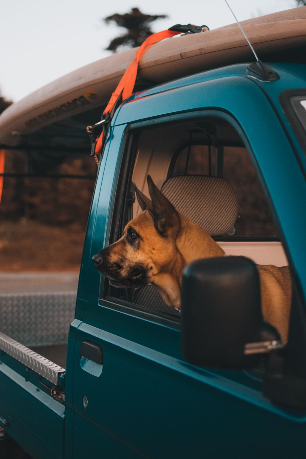 Brown dog looking out from a blue pickup truck window on an outdoor adventure