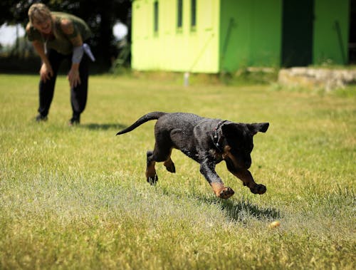 Filhote De Cachorro Rottweiler Preto E Castanho Correndo Na Grama