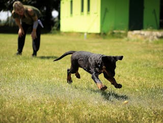 Black and Tan Rottweiler Puppy Running on Lawn Grass