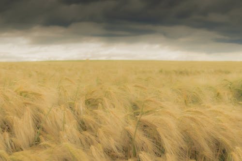 Fotobanka s bezplatnými fotkami na tému cereália, chlieb, cloouds