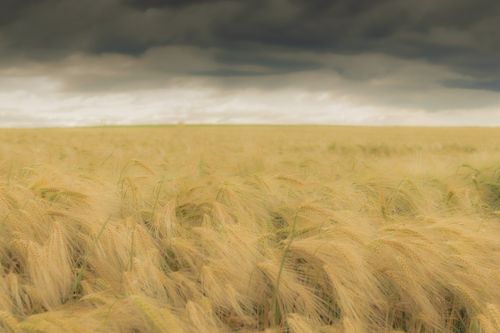 Free Golden wheat field stretches under a dramatic overcast sky, capturing rural serenity. Stock Photo