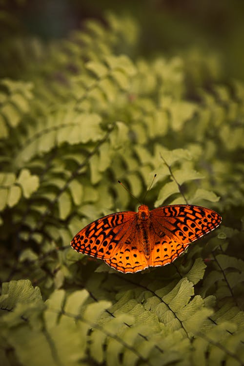 Orange Butterfly on a Fern Plant