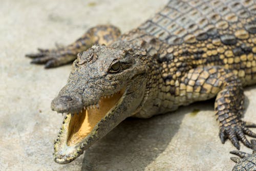Photographie En Gros Plan D'un Crocodile Avec Sa Bouche Ouverte