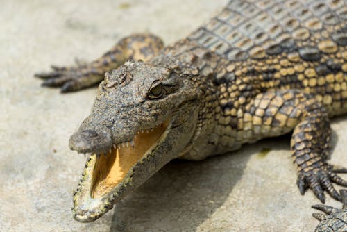 Nahaufnahme Fotografieren Sie Ein Krokodil Mit Offenem Mund