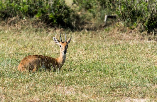 A gazelle lying on grass in Uganda, captured in a natural wildlife setting.