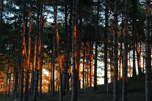 Beautiful sunlight filters through a serene pine forest at dawn.