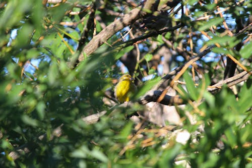 European greenfinch in Barcelona