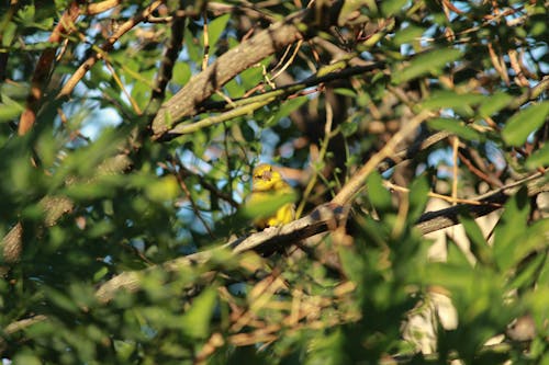 European greenfinch in Barcelona