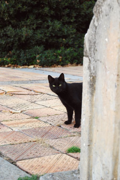 android duvar kağıdı, estetik duvar kağıdı, Kara kedi içeren Ücretsiz stok fotoğraf