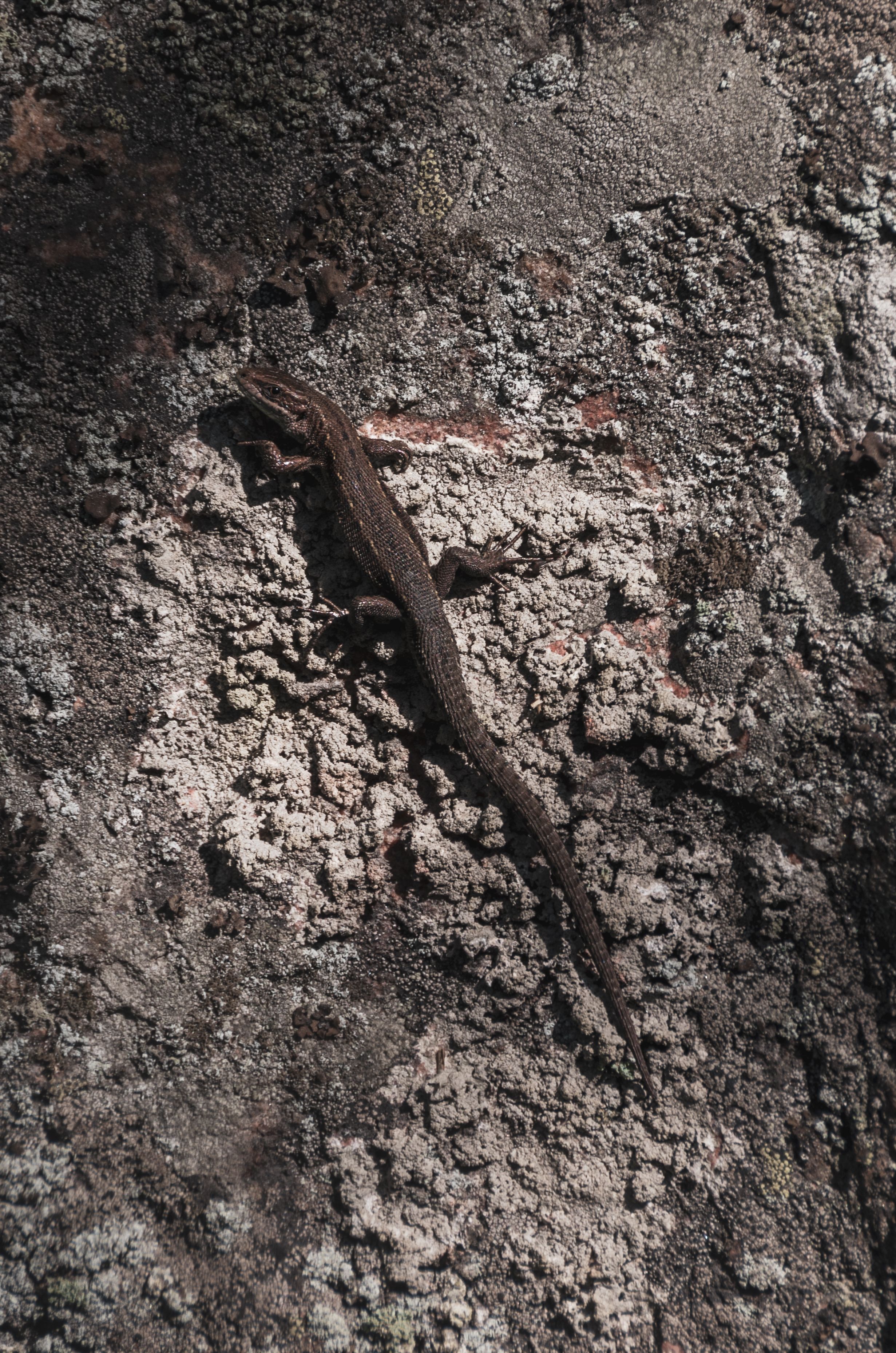 Viviparous lizard on the Rough Stone Wall · Free Stock Photo