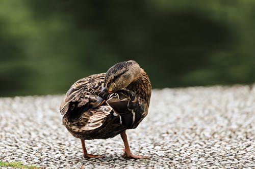 Fotobanka s bezplatnými fotkami na tému fotografie zvierat žijúcich vo voľnej prírode, kačica, príroda