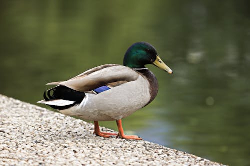 Imagine de stoc gratuită din focalizare selectivă, fotografie cu animale sălbatice, fotografie de animale