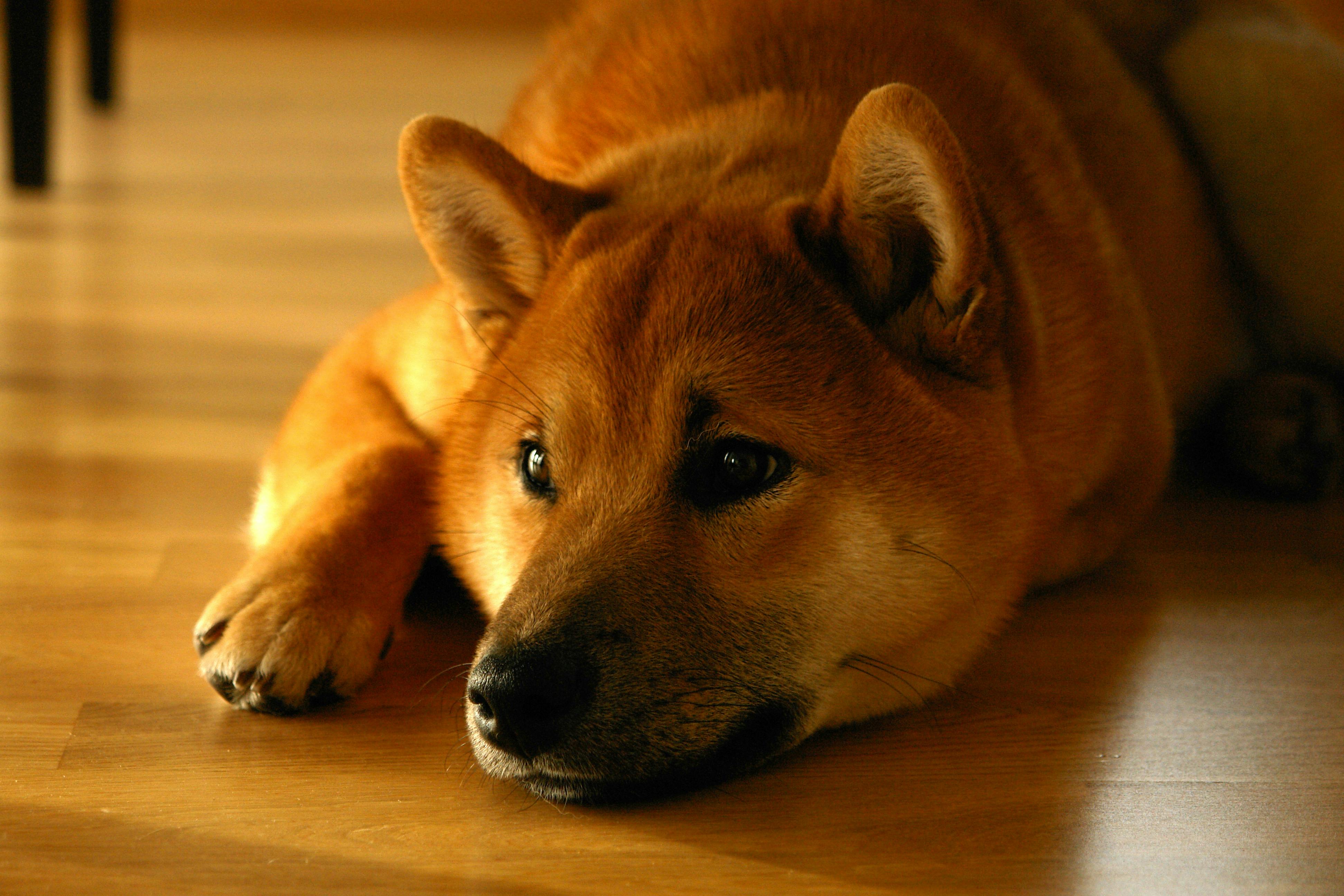 スマイル 柴犬 横になるの無料の写真素材