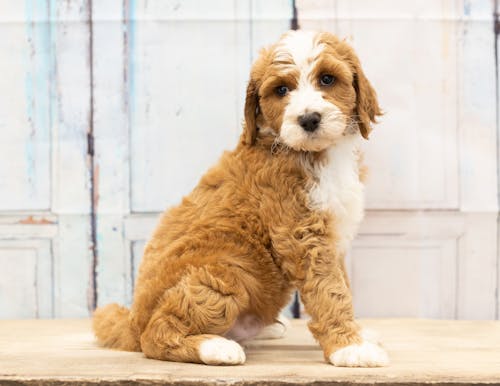 Foto De Close Up De Cachorro Peludo