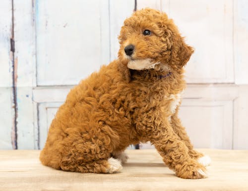 Kostnadsfri bild av axel, bernedoodle, djur