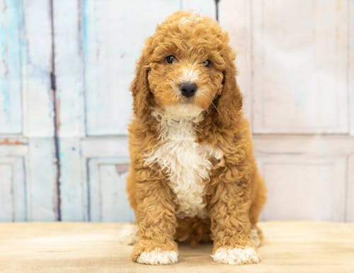 Free Brown Puppy Stock Photo