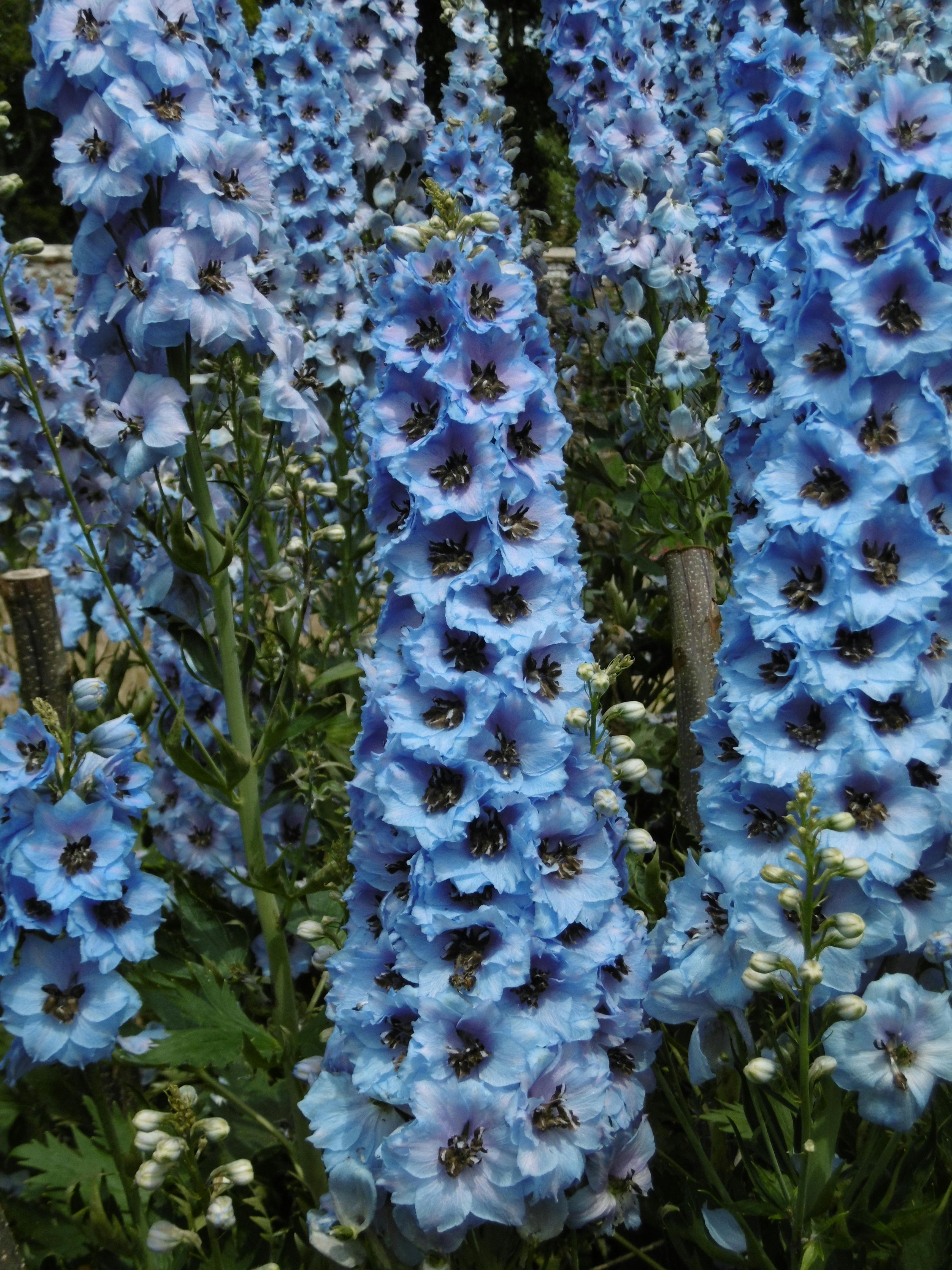 Imagine De Stoc Gratuită Cu Flori Albastre Flori Frumoase