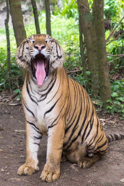 Free Photo of Yawing Tiger Stock Photo