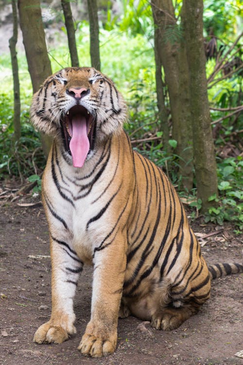 Photo of Yawing Tiger