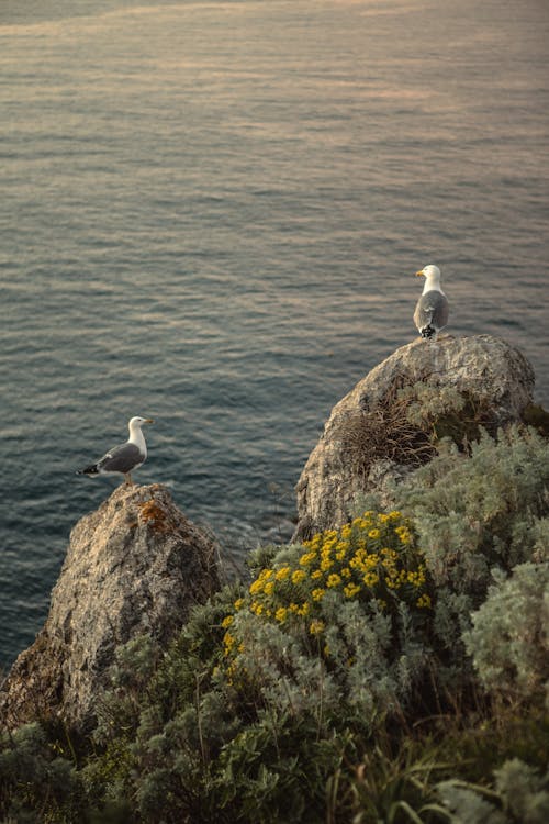 Two White Birds