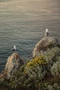 日落时分，海鸥栖息在岩石悬崖上俯瞰大海，周围环绕着沿海植被