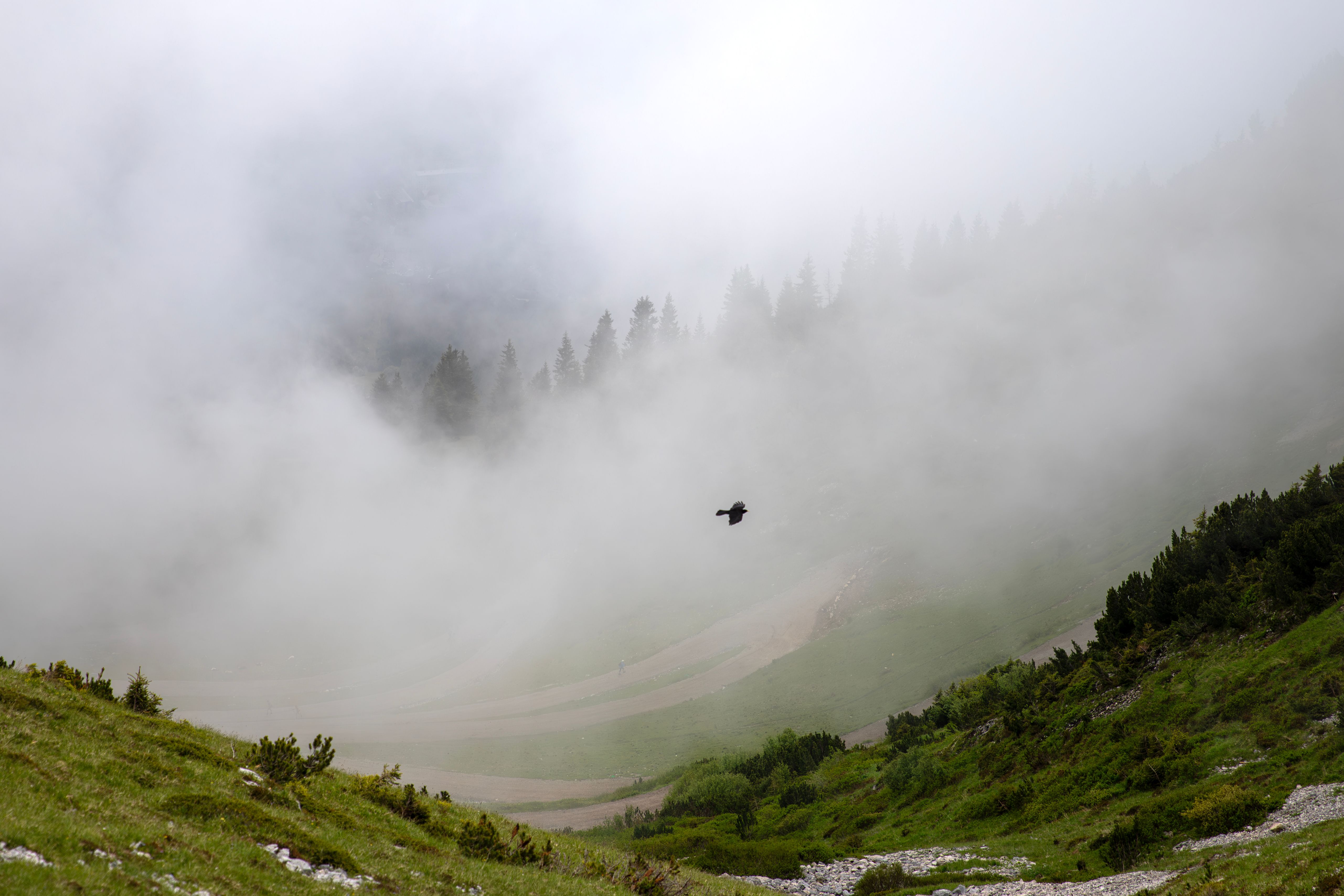 A bird flying over a mountain in the fog · Free Stock Photo