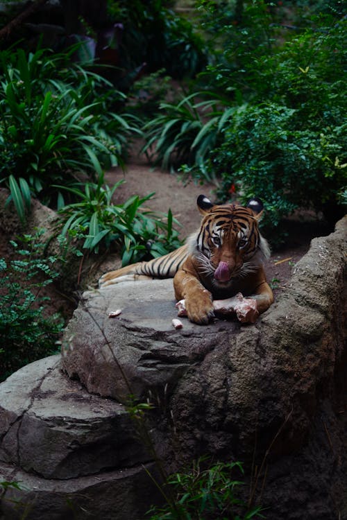 Free Photo of Tiger Eating Stock Photo