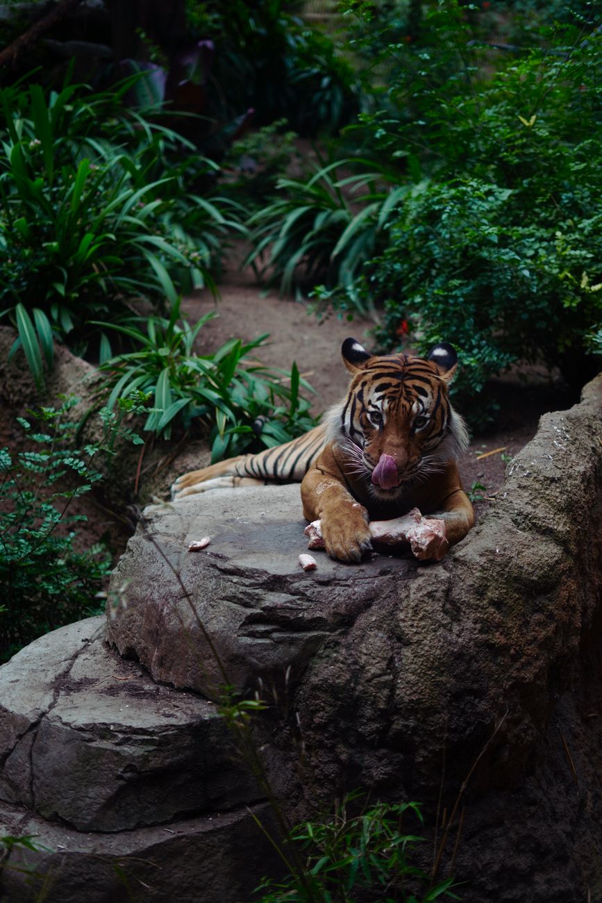 Photo of Tiger Eating · Free Stock Photo