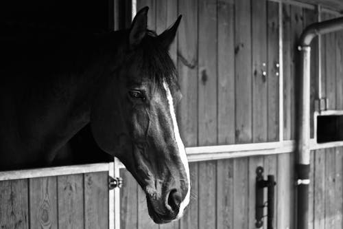 Monochrome Photo of Horse