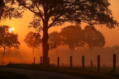 Immagine gratuita di alba, alberi, albero