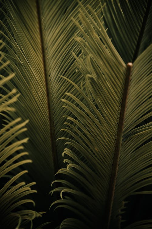 Бесплатное стоковое фото с абстрактный, дерево, кокос