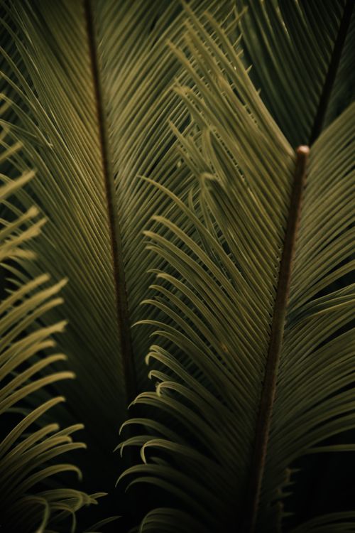 Free Detailed photograph showcasing the intricate structure of vibrant green palm leaves. Stock Photo
