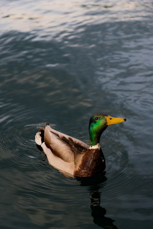 Gölde Yüzen Bir ördek (Jovan Vasiljević Photography)