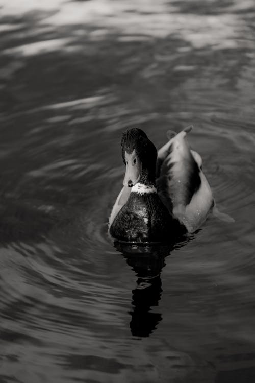 Gölde Yüzen Bir ördek (Jovan Vasiljević Photography)