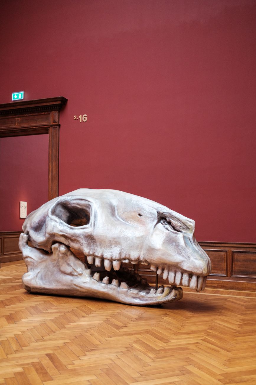 Cel mai mare dinte de megalodon găsit în România, prezentat la Muzeul Județean Mureș