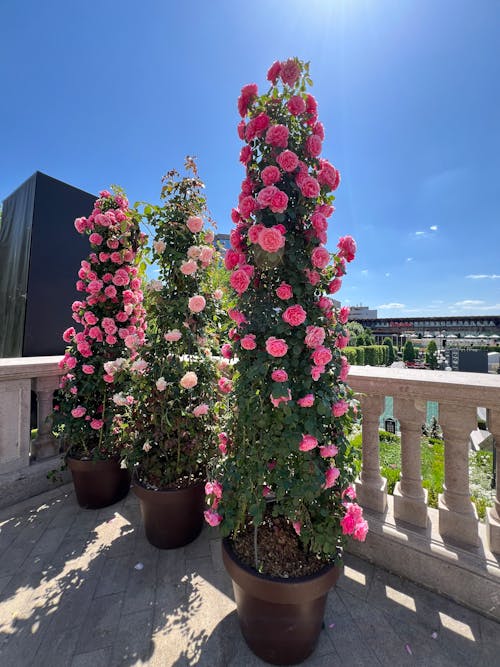 Gratis lagerfoto af blomstrende blomster, lyserøde roser, pink-rose