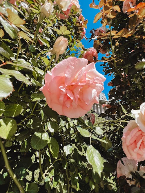 Kostenloses Stock Foto zu blühende blumen, pinke rose, rosa rosen