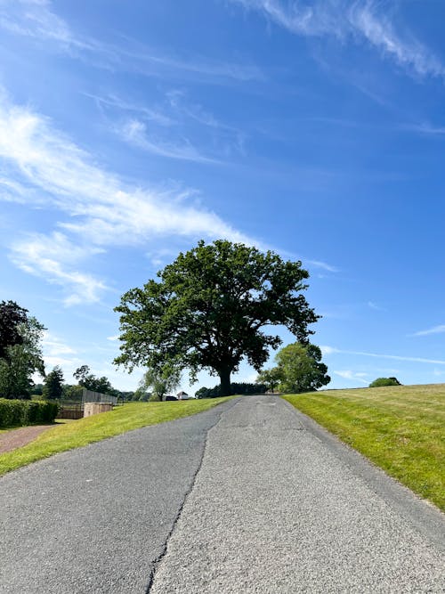 Gratis lagerfoto af æstetisk, blå himmel, eg