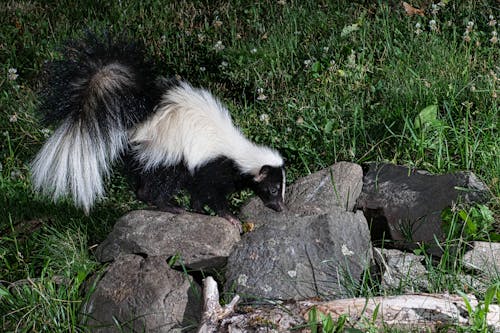 Closeup camera trap image of a stripped skunk.