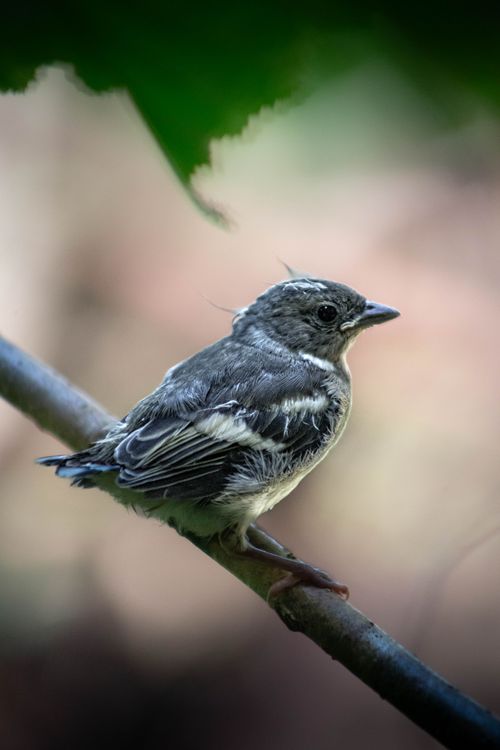 Free Close-up of a Eurasian Chaffinch bird perched on a branch, captured with selective focus. Stock Photo