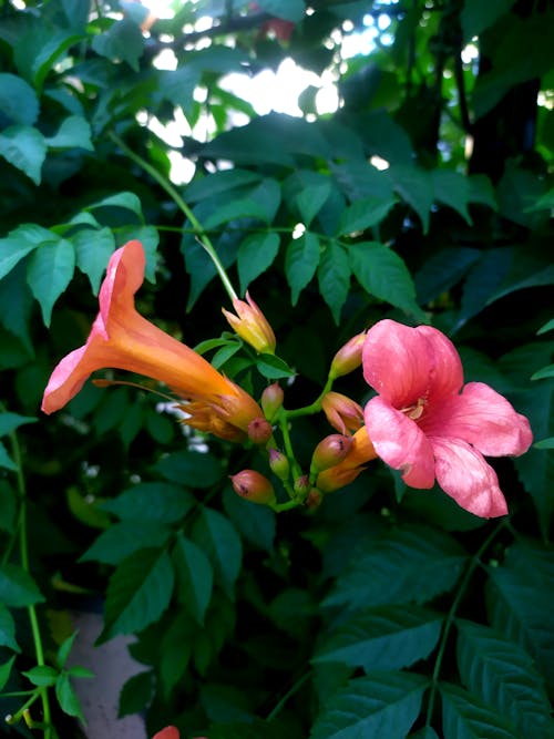 flowers içeren Ücretsiz stok fotoğraf