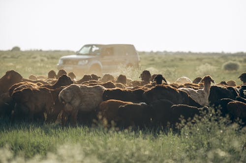 A herd of sheep in a field with a truck