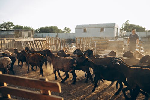 Foto d'estoc gratuïta de a l'aire lliure, adult, agricultura