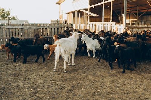 Foto d'estoc gratuïta de adult, agricultura, banya