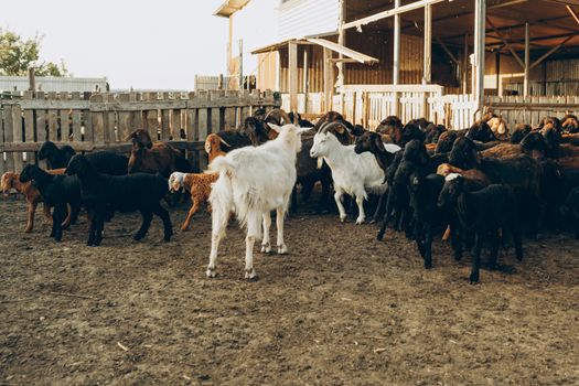 A diverse herd of goats gathered in a rural farm enclosure with wooden fences.